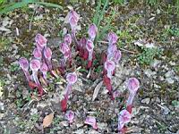 Paeonia Lactiflora cv Solvatare (fam Paeoniacees) (03) (Photo F. Mrugala)
